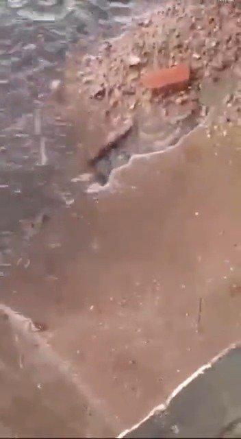 最新老鼠爆料新闻视频,揭秘视频背后的惊人真相 第1张 最新老鼠爆料新闻视频,揭秘视频背后的惊人真相 第1张