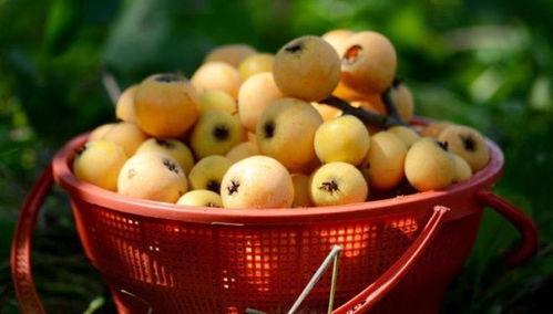 莆田最新爆料摘枇杷,最新爆料带你体验摘果乐趣” 第1张 莆田最新爆料摘枇杷,最新爆料带你体验摘果乐趣” 第1张